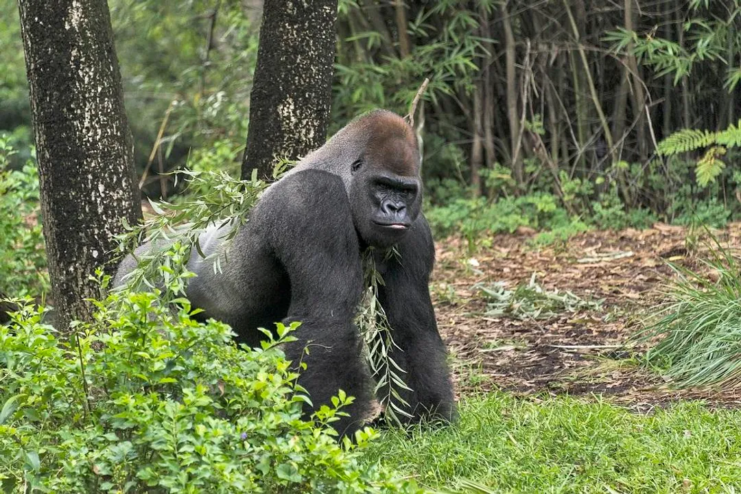 Western Lowland Gorilla Locations, Jungle Structure