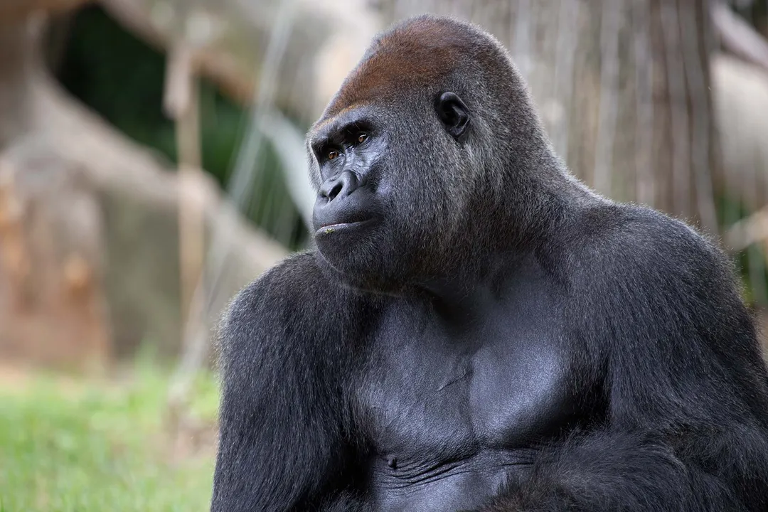 Western Lowland Gorilla Physical Characteristics