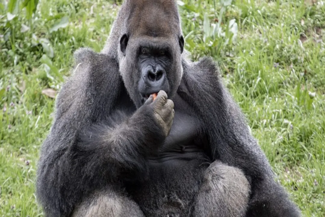 Western Lowland Gorilla Physical Characteristics, Size Distinction