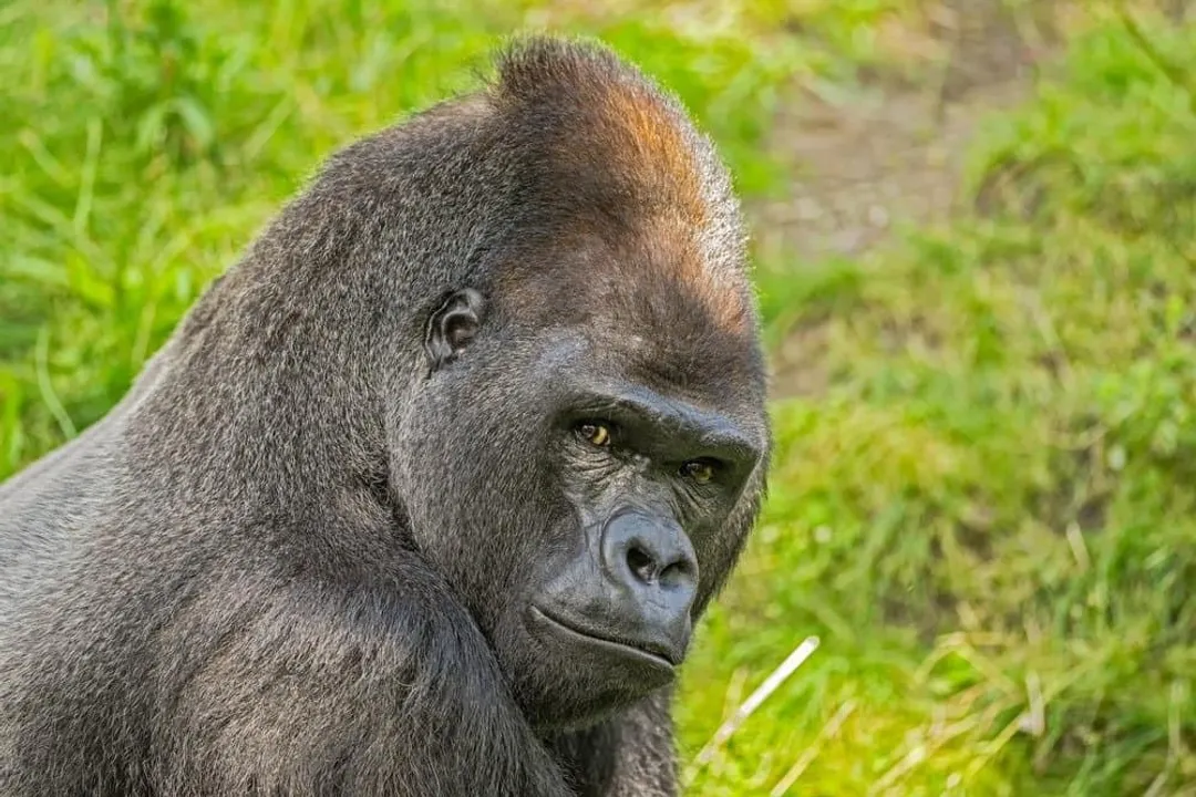 Western Lowland Gorilla Scientific Classification, Linnaean Ranks