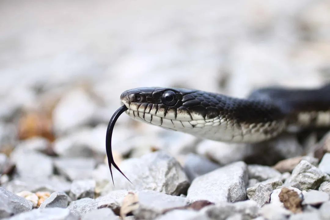 Which specific rat snake population was once nested within P. obsoletus but is now recognized as Pantherophis spiloides?