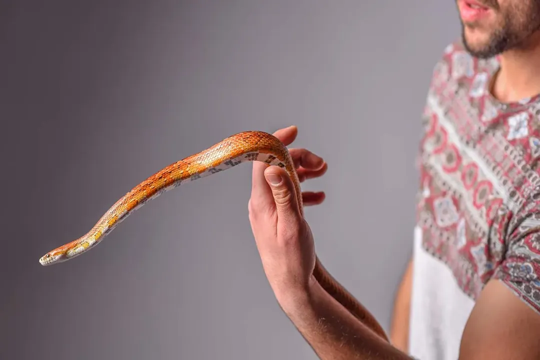 Western Rat Snake Evolution, Naming History