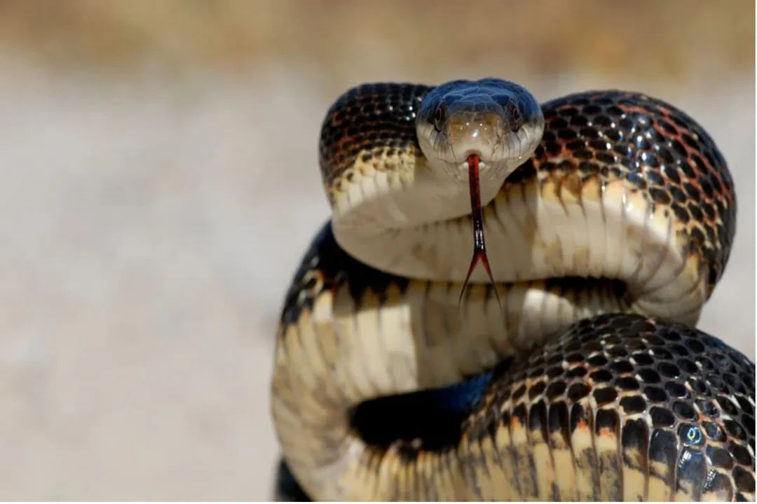 Western Rat Snake Facts, Scientific Placement
