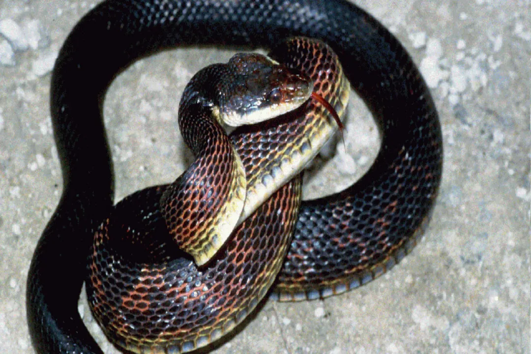 Western Rat Snake Facts, Habitat Niches