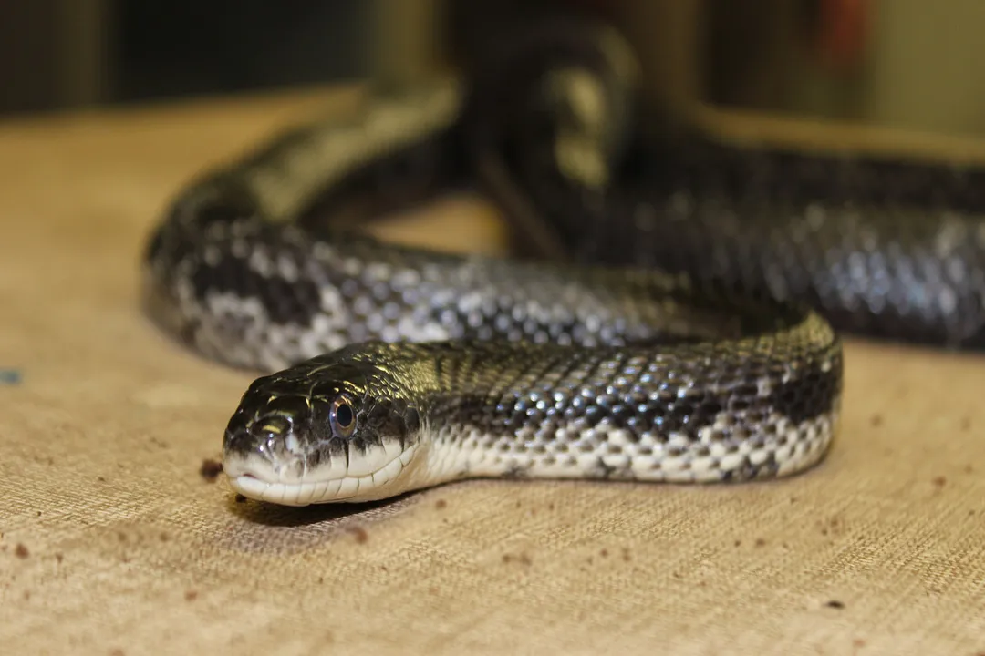 Western Rat Snake Locations, Eastern and Northern Limits
