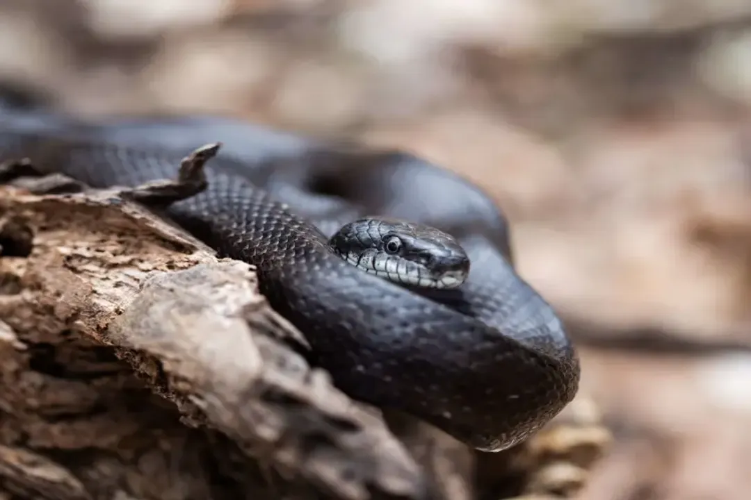 Western Rat Snake Scientific Classification, Order Squamata