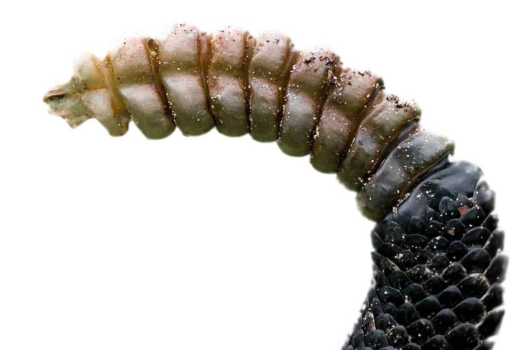 Western Rattlesnake (Northern Pacific Rattlesnake) Diet, Rodent Staple