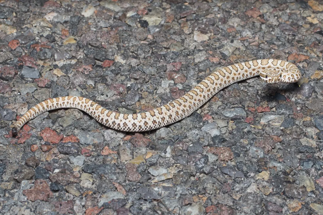 Western Rattlesnake (Northern Pacific Rattlesnake) Facts, Eating Habits