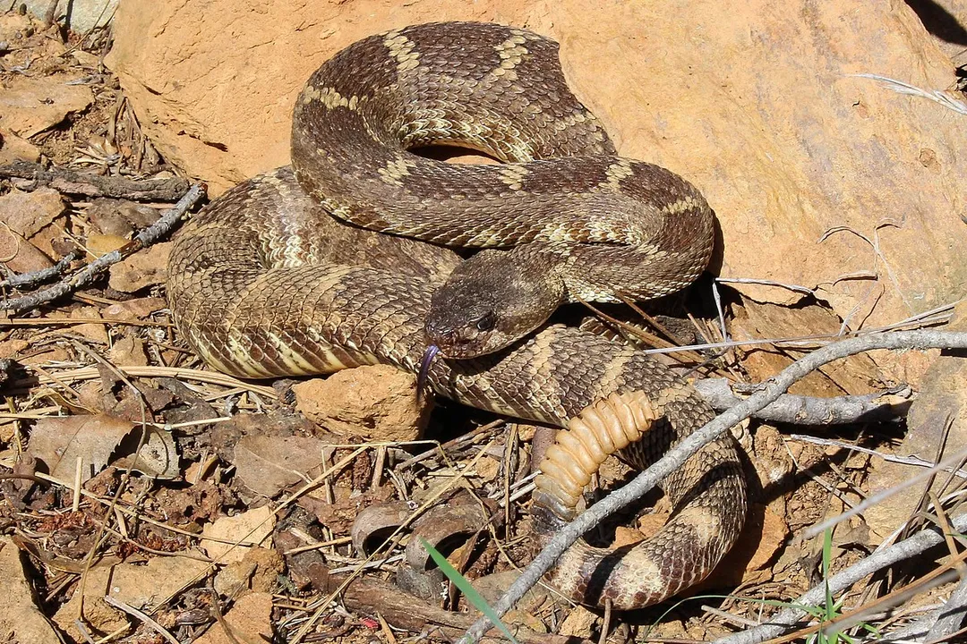 Western Rattlesnake (Northern Pacific Rattlesnake) Facts