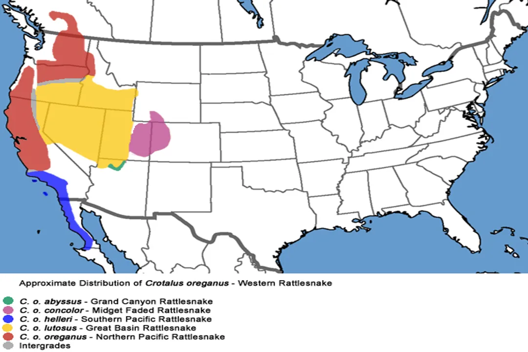 Western Rattlesnake (Northern Pacific Rattlesnake) Locations, North American Extent