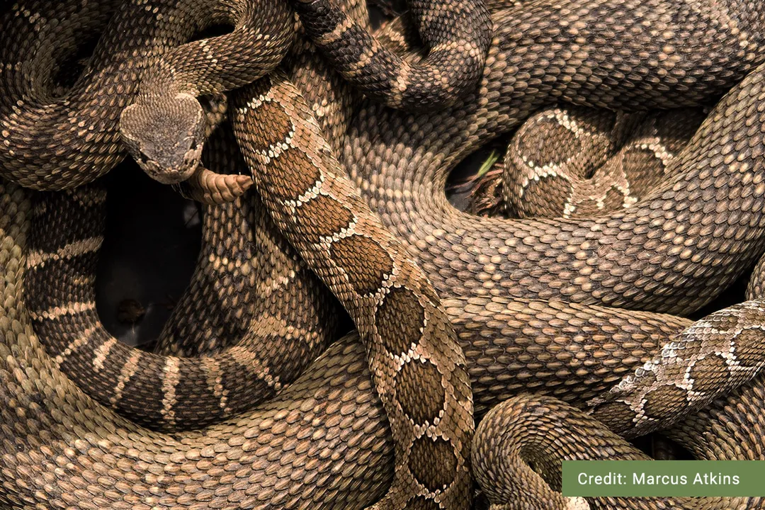 Western Rattlesnake (Northern Pacific Rattlesnake) Physical Characteristics, Surface Coloration