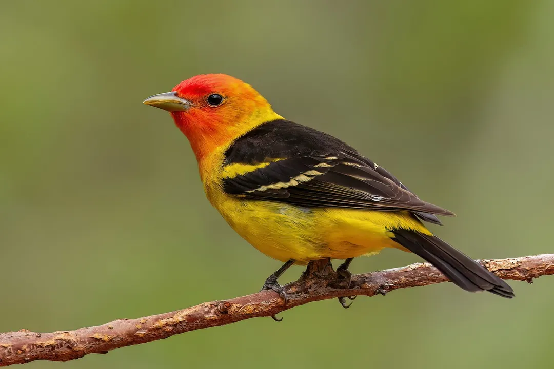 Western Tanager Diet, Summer Menu