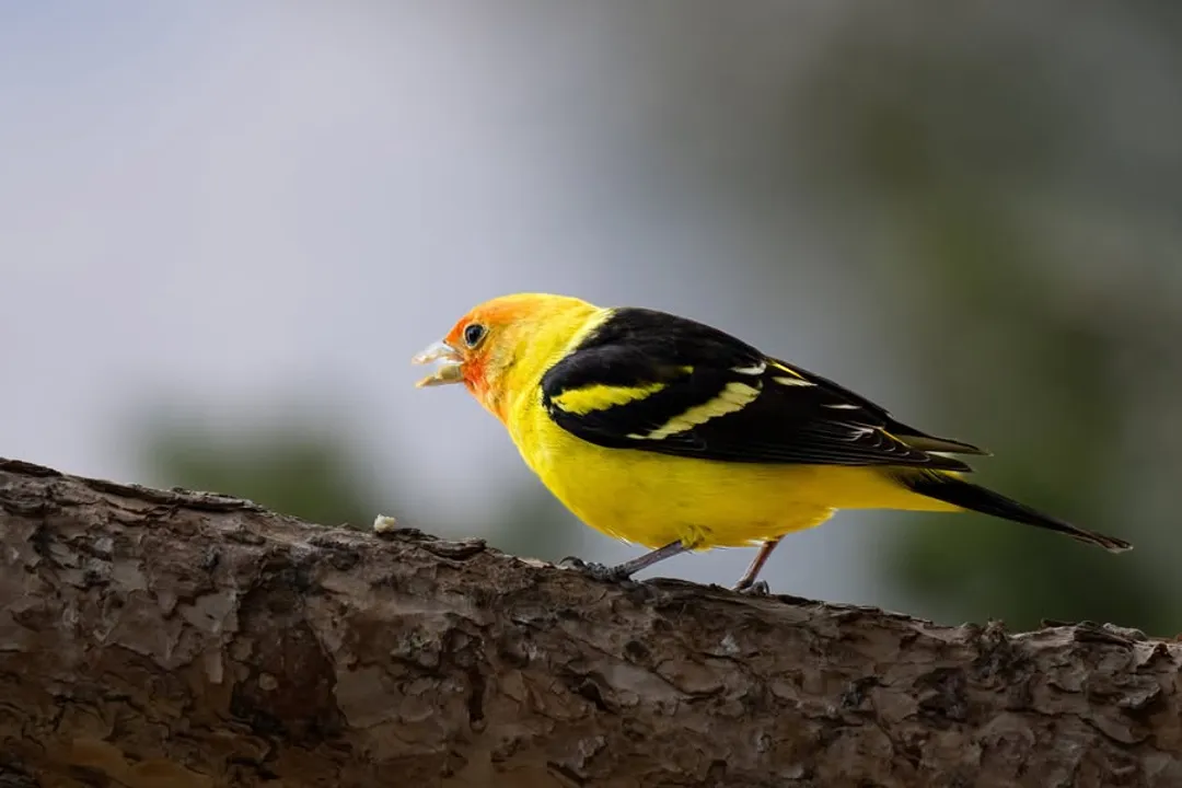 Western Tanager Facts