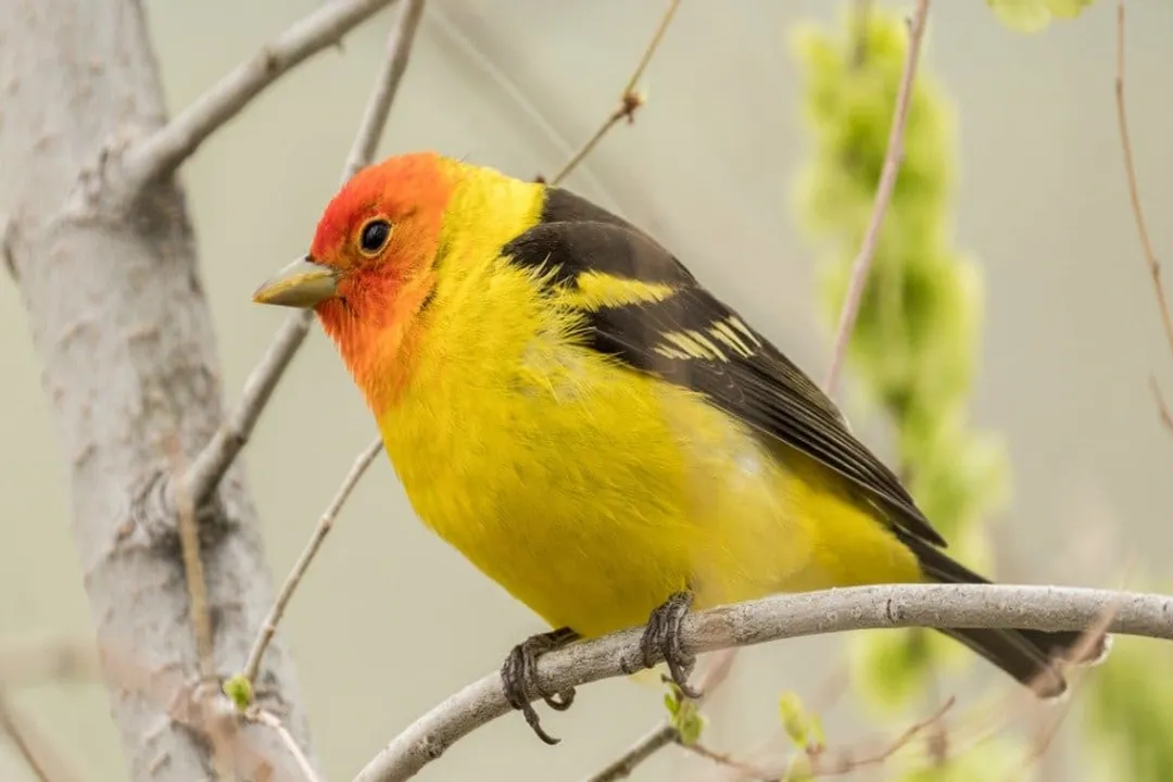 Western Tanager Facts, Plumage Colors