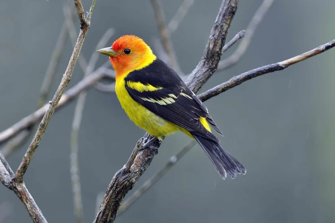 Western Tanager Facts, Where Found