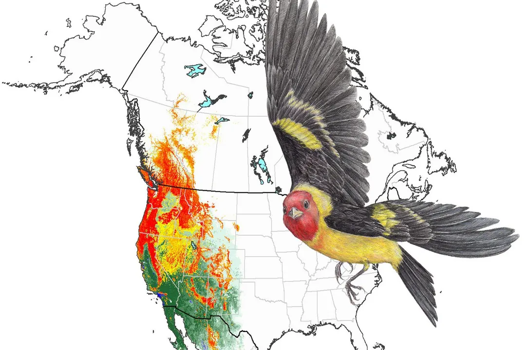 Western Tanager Locations, Yearly Cycle