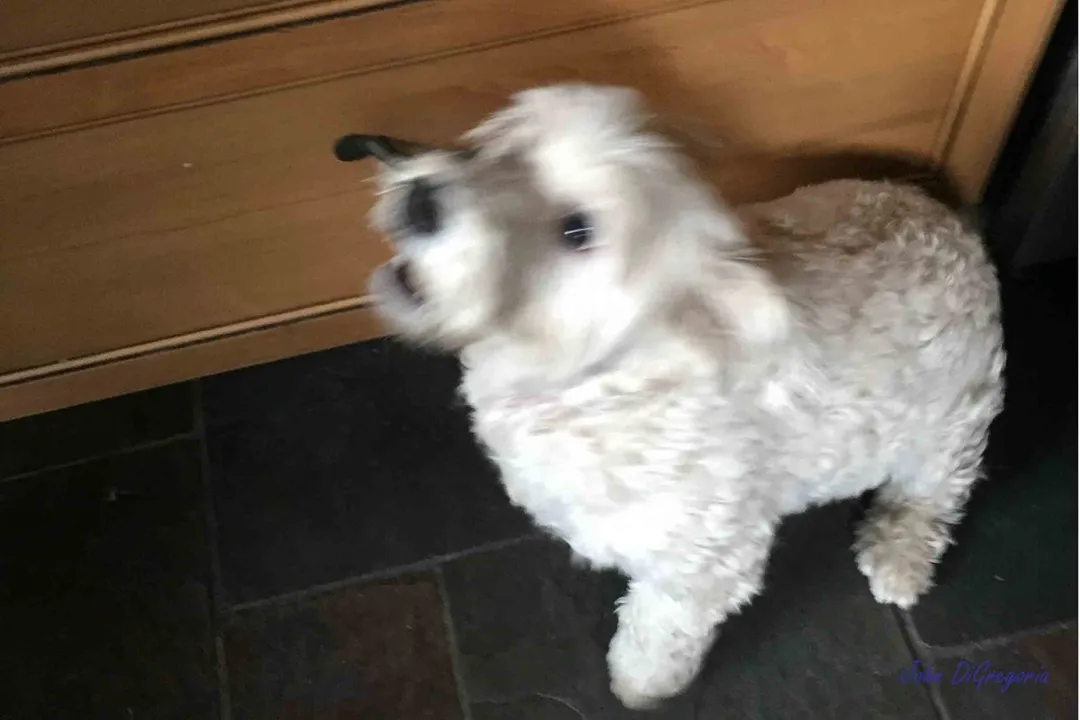 Westiepoo Facts, Temperament Profile