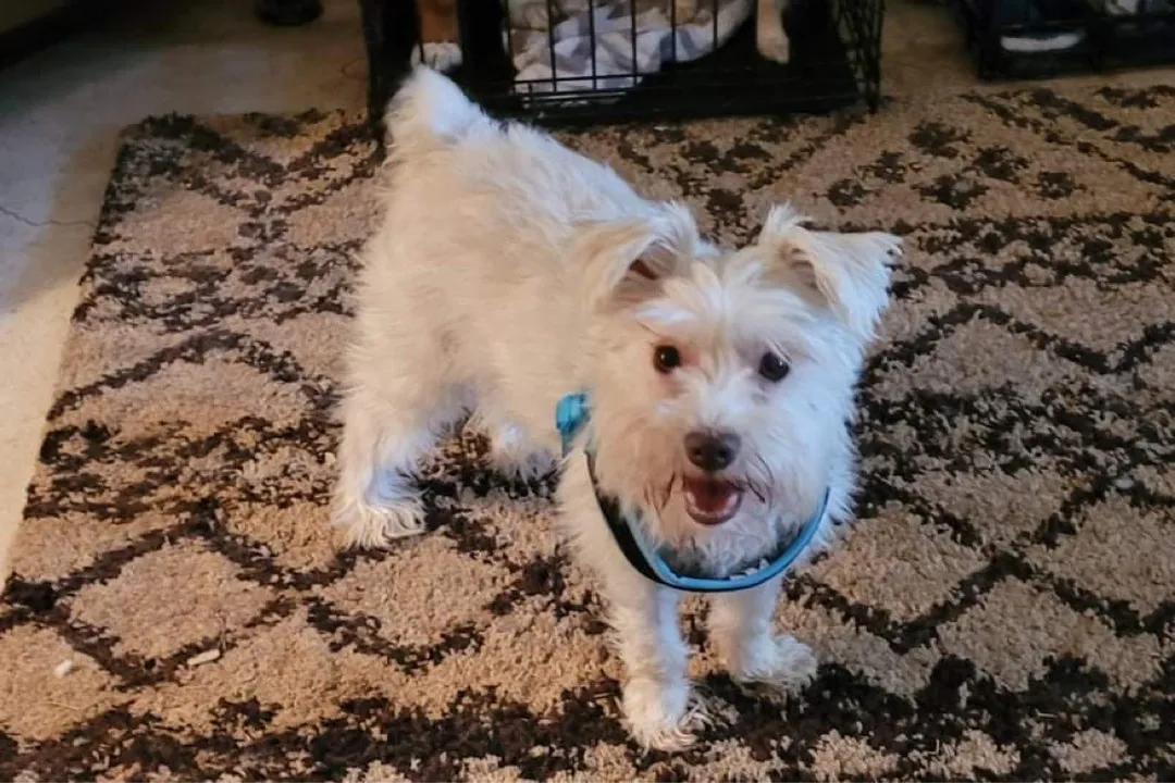 Westiepoo Locations, Listing Aggregators