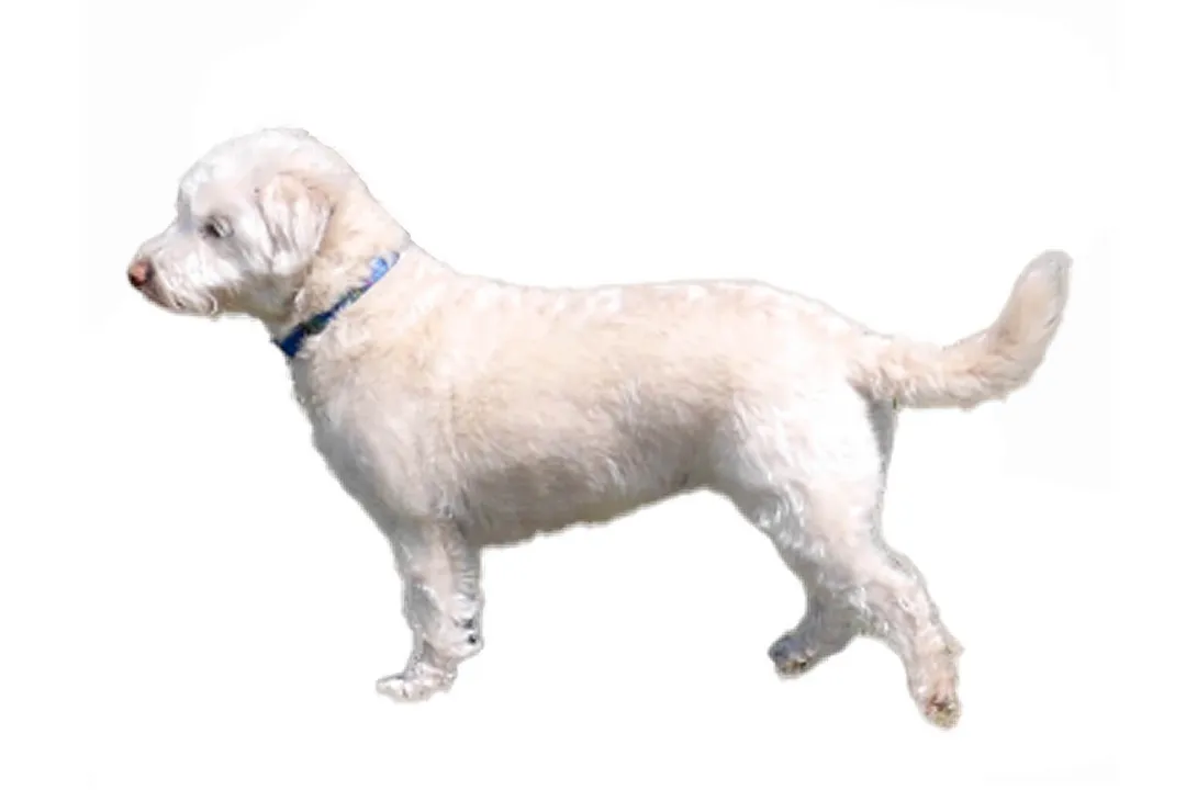 Westiepoo Physical Characteristics