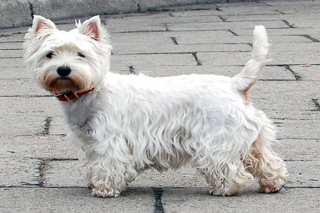Westiepoo Scientific Classification, Ancestry Context Terrier