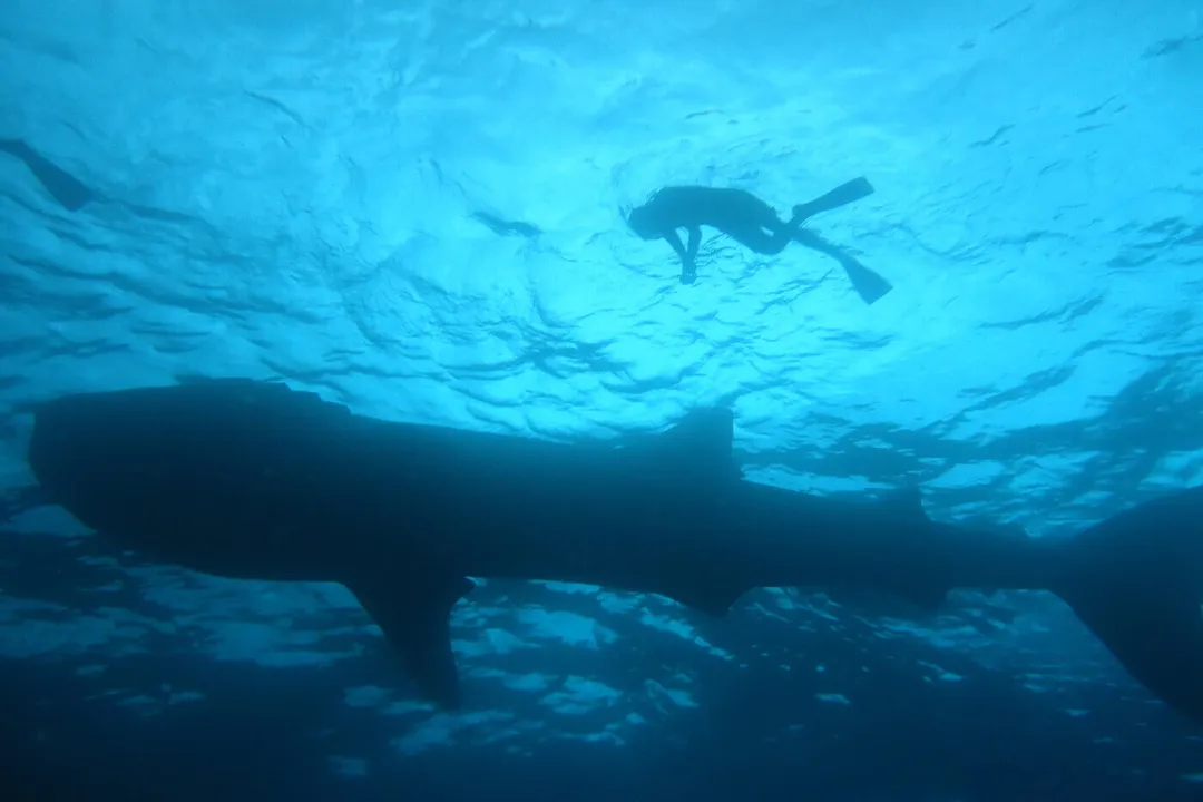 Whale Shark Diet, Prey Spectrum