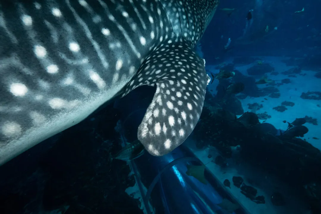 Whale Shark Facts, Not Whales
