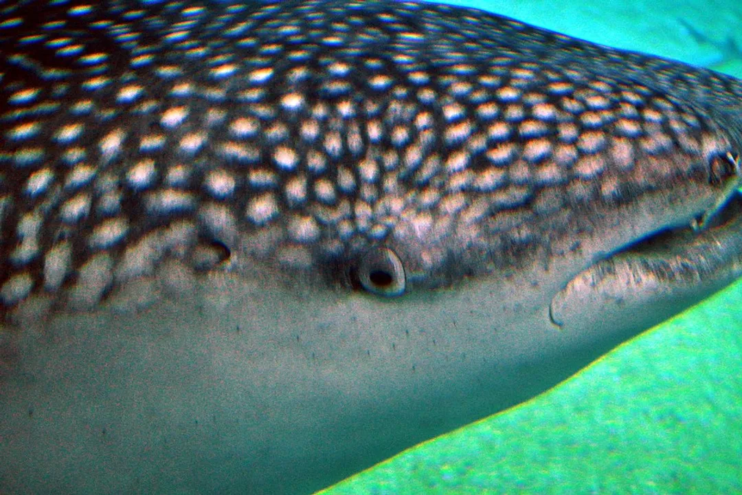 Whale Shark Facts, Largest Fish