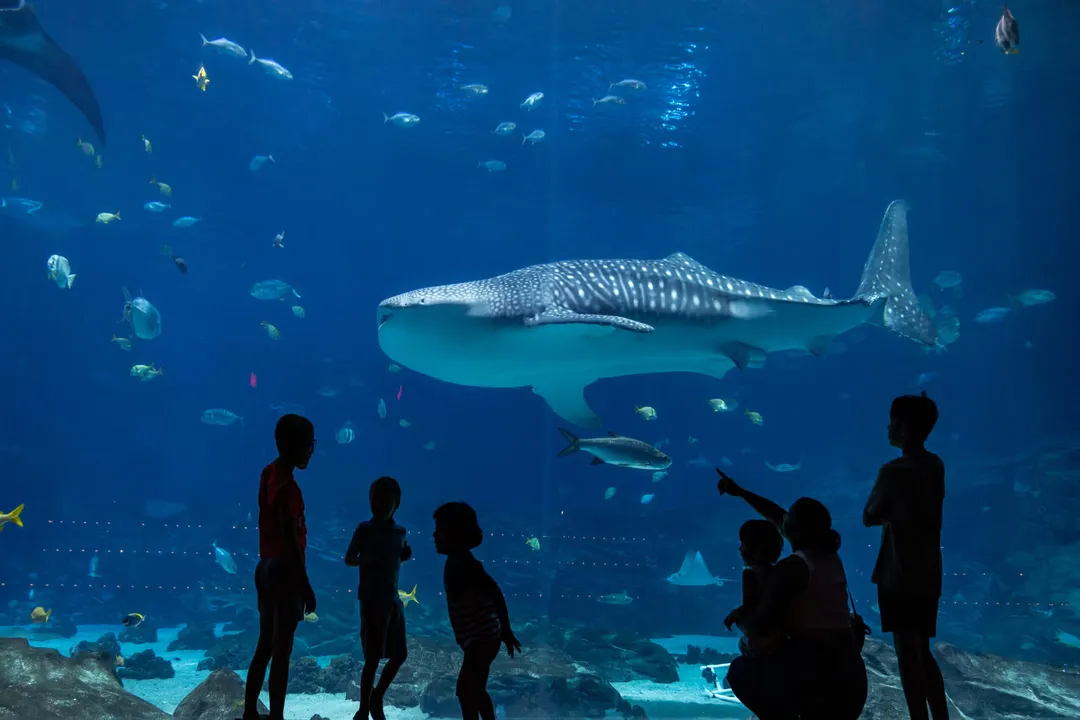 Whale Shark Facts, Filter Feeding