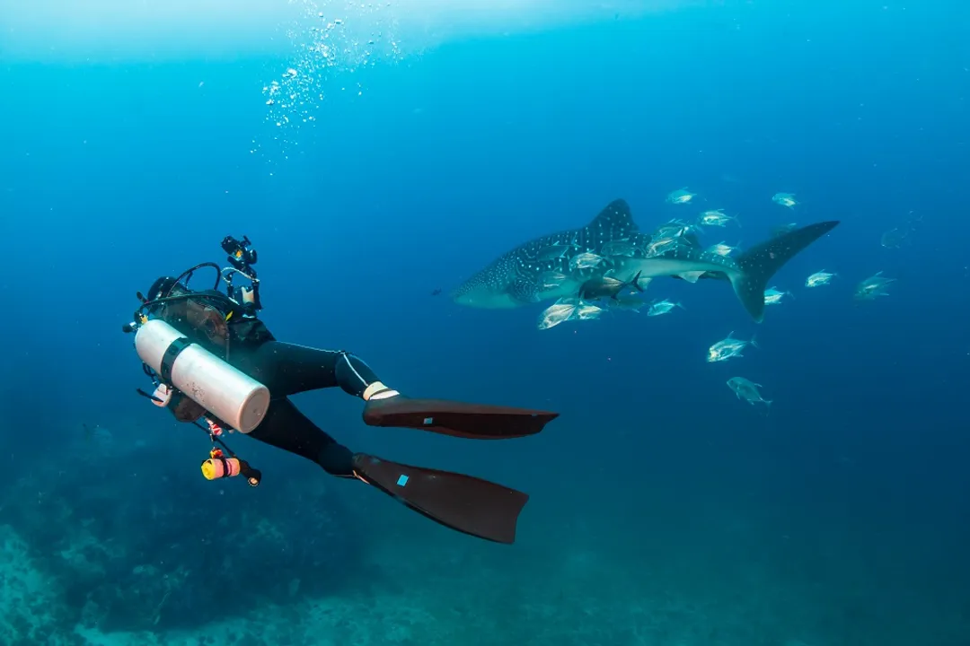 Whale Shark Locations, Seasonal Patterns