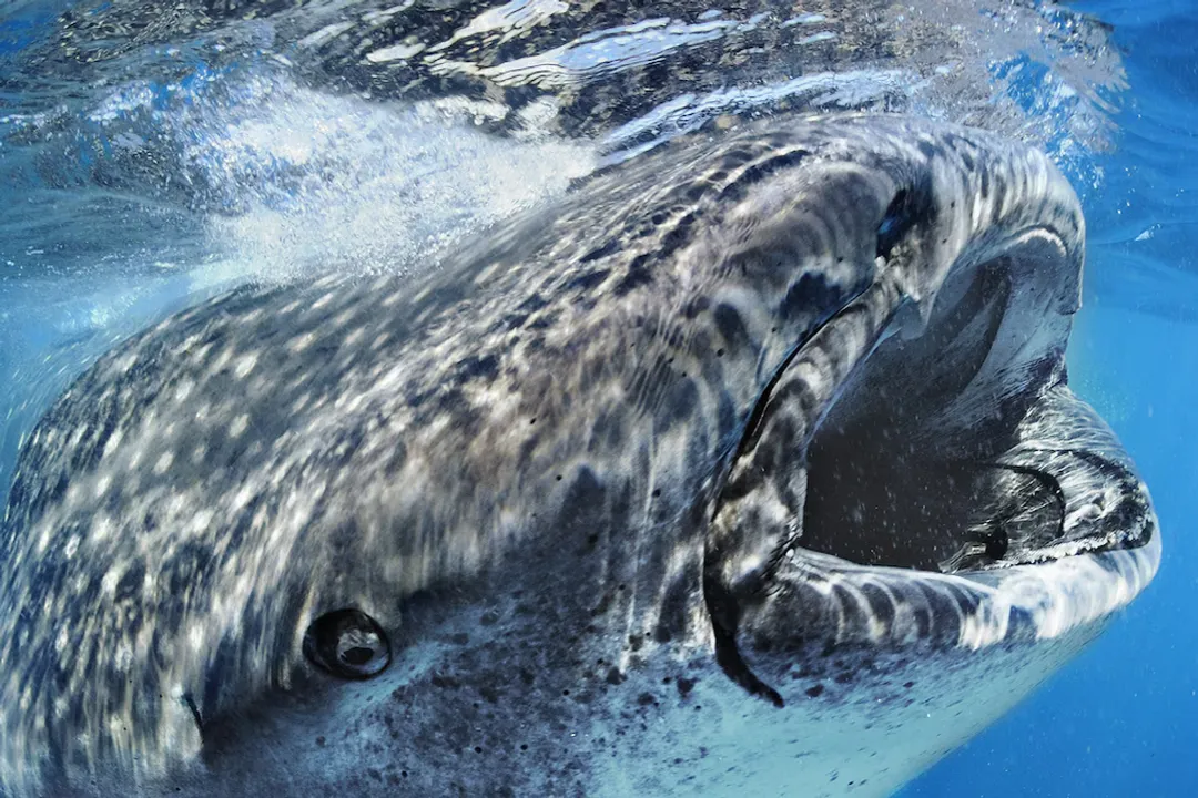 Whale Shark Physical Characteristics, Gigantic Dimensions