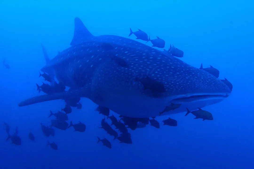 Whale Shark Scientific Classification, Sole Survivor