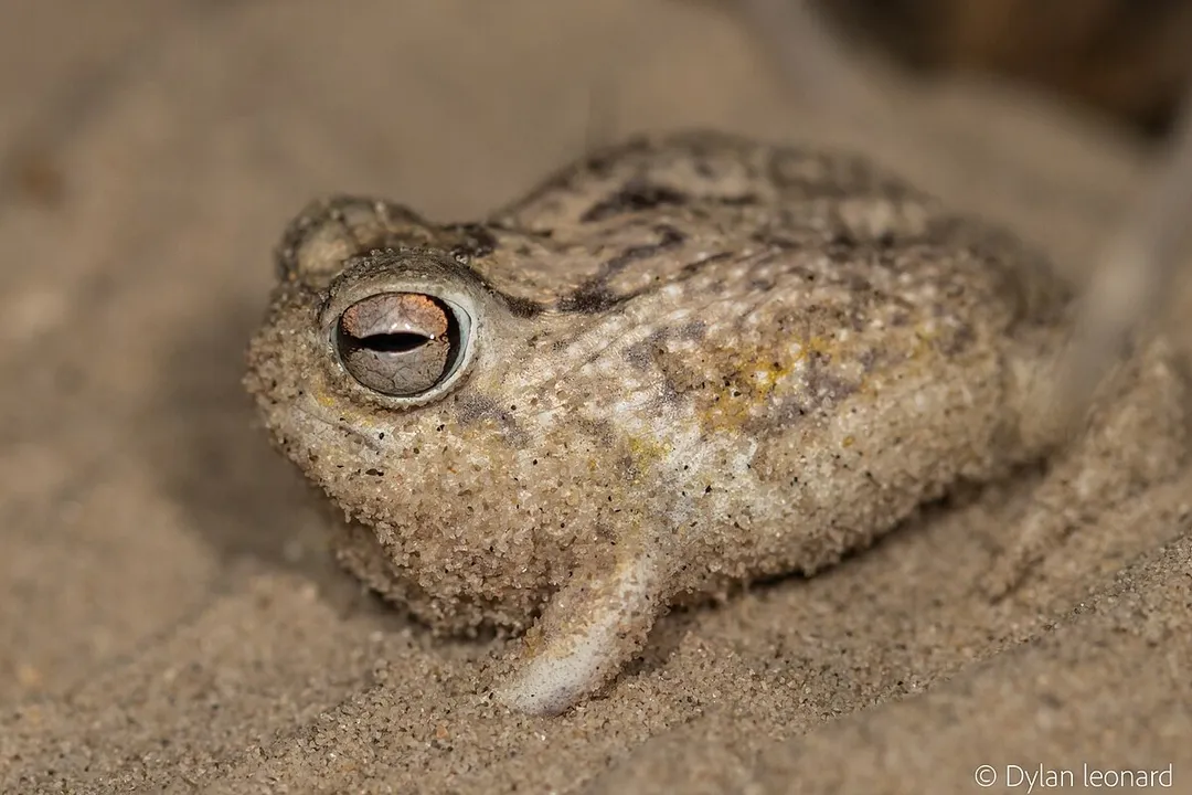 What adaptations do desert rain frogs have?