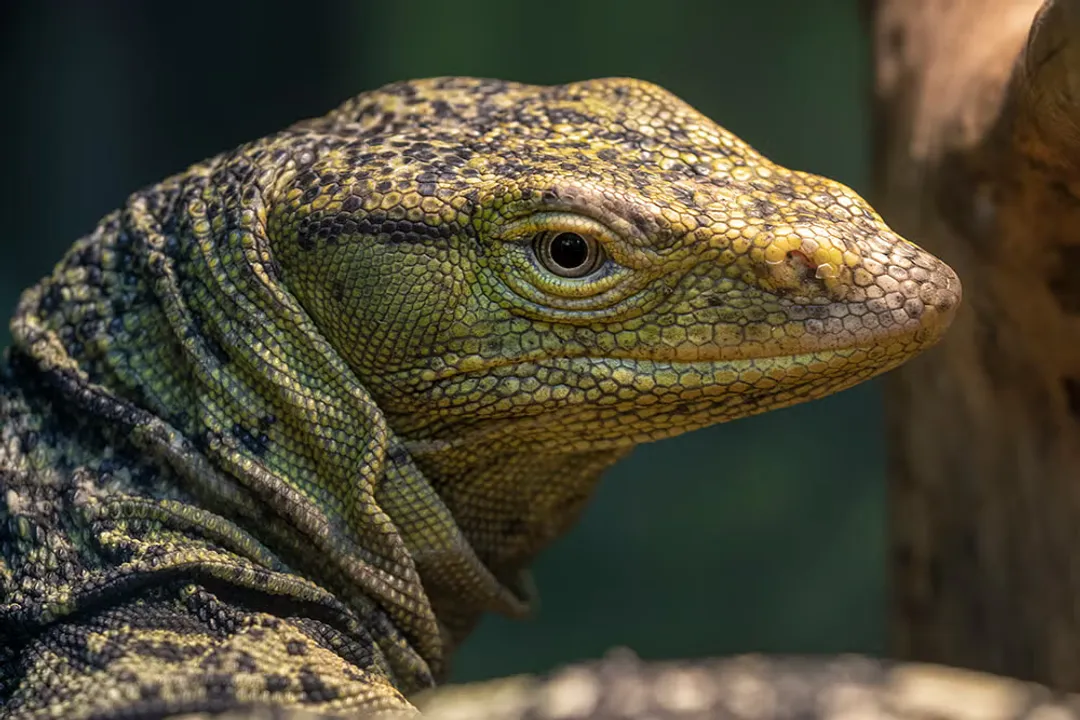 What adaptations do lace monitors have for survival?