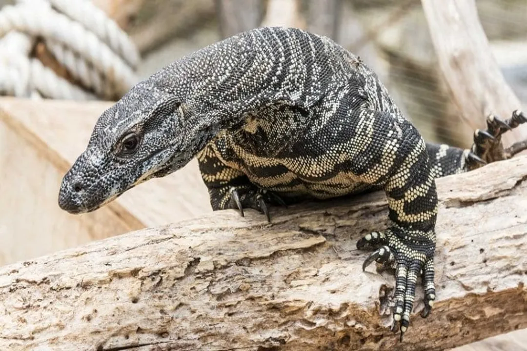 What adaptations do lace monitors have for survival?, Physical Weaponry