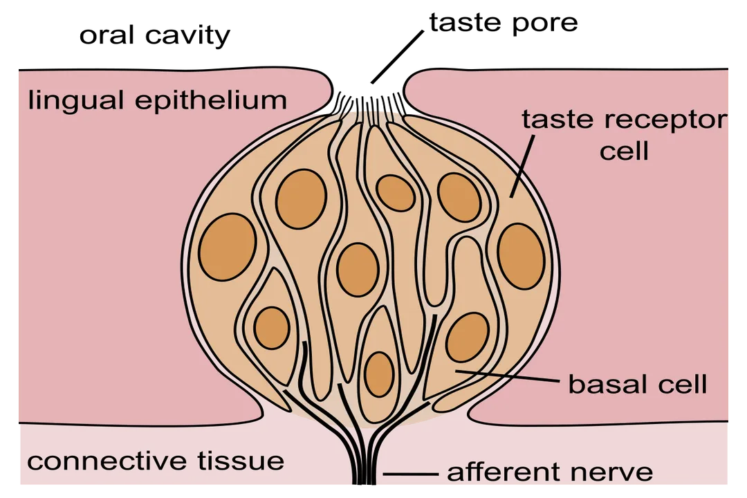 What affects taste sensitivity?, Oral Environment