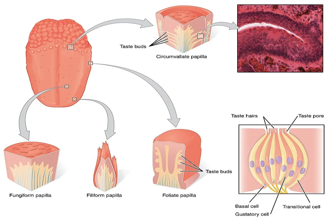 What affects taste sensitivity?, Age Changes