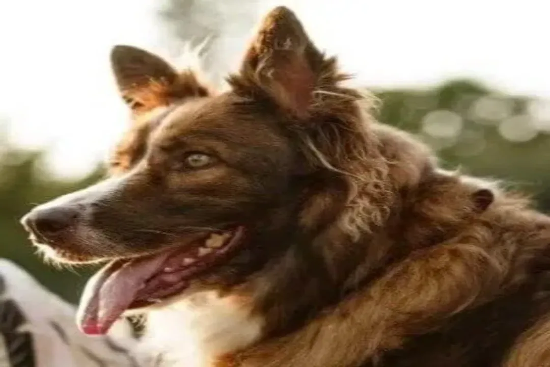 What AKC group is a Border Collie?