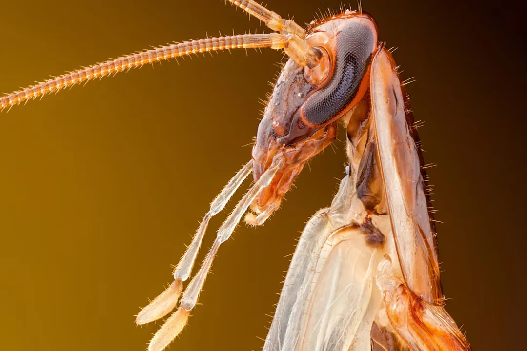 What animal did cockroaches evolve from?, Termite Link