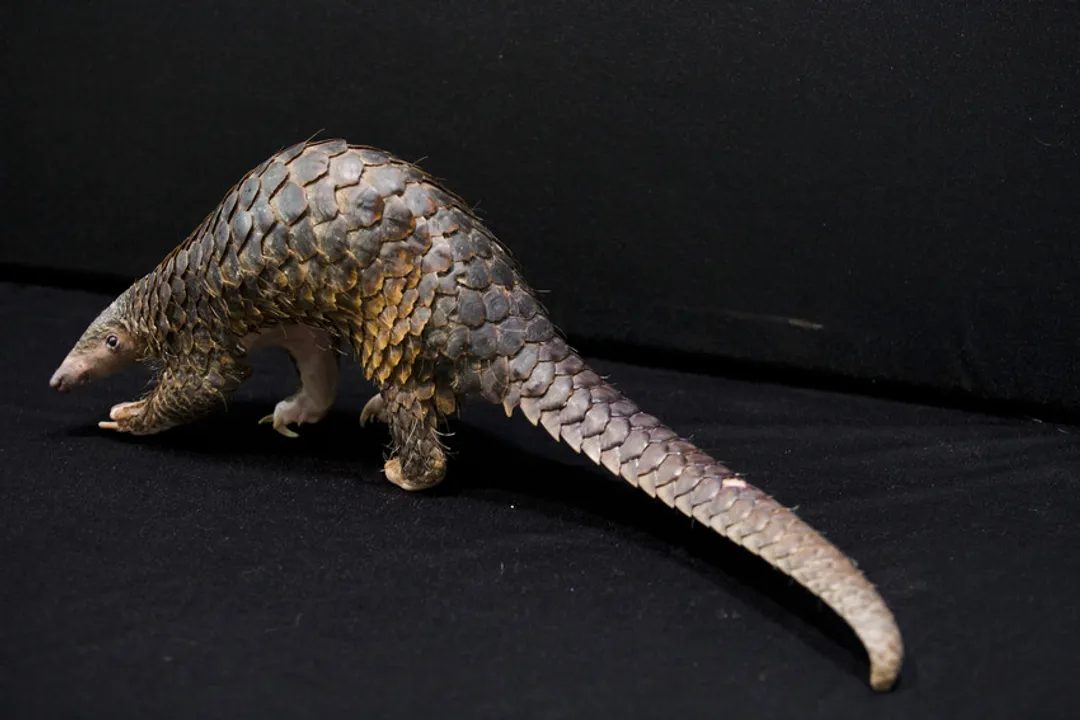 What animal group is a pangolin in?
