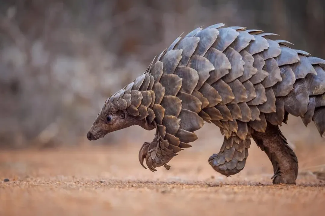 What animal group is a pangolin in?, Order Pholidota