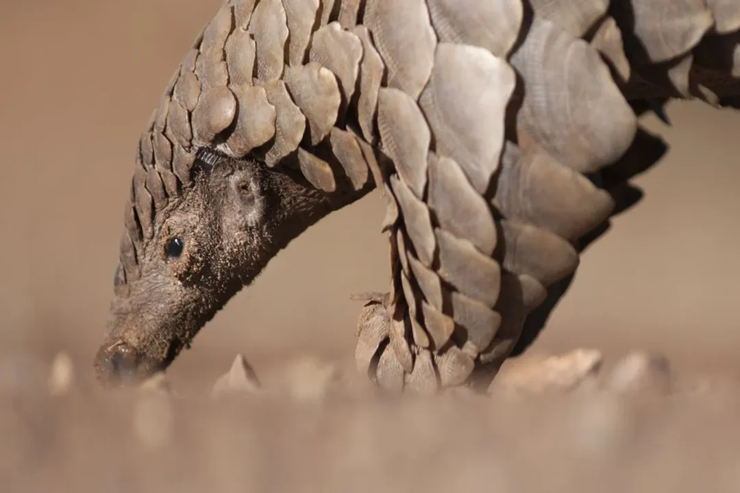 What animal group is a pangolin in?, Keratin Defense