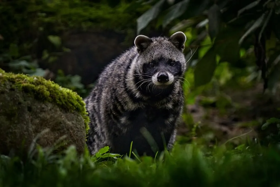 What are African civets related to?, Carnivora Order