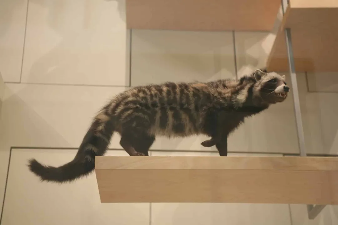 What are African civets related to?, Geographic Divergence Insight