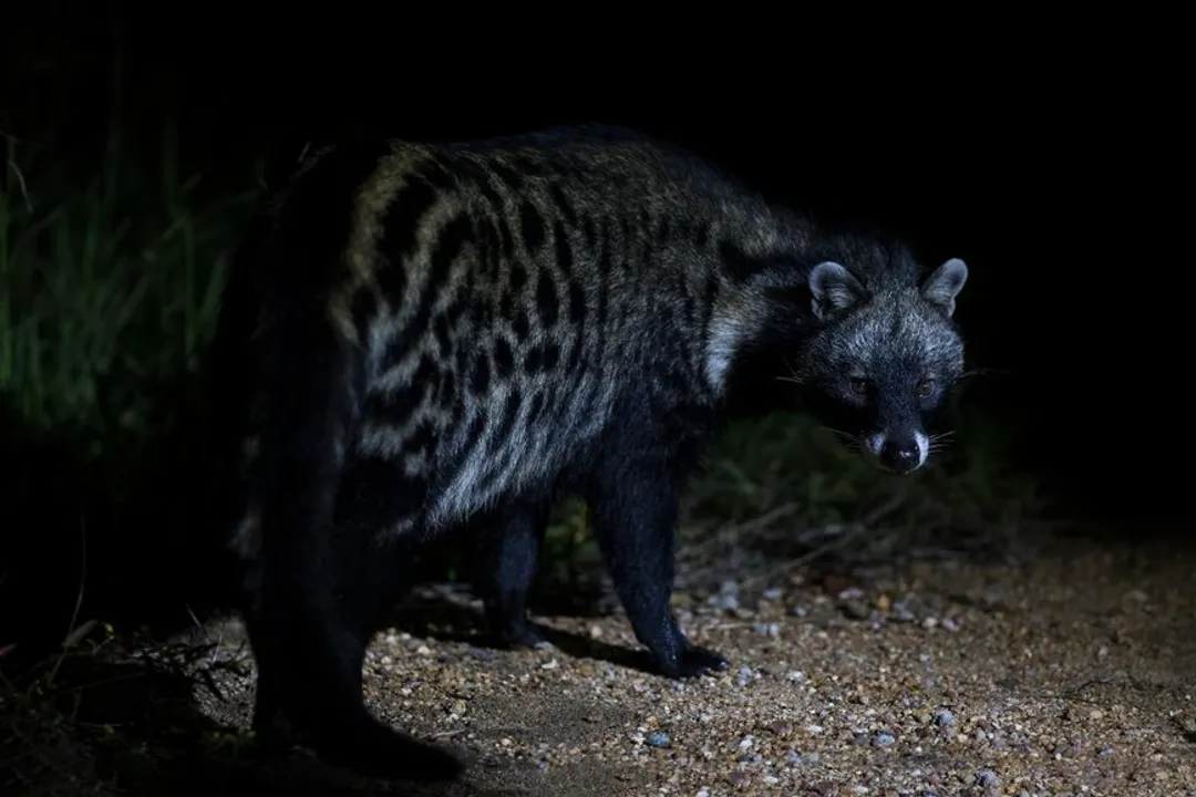 What are African civets related to?, Suborder Placement