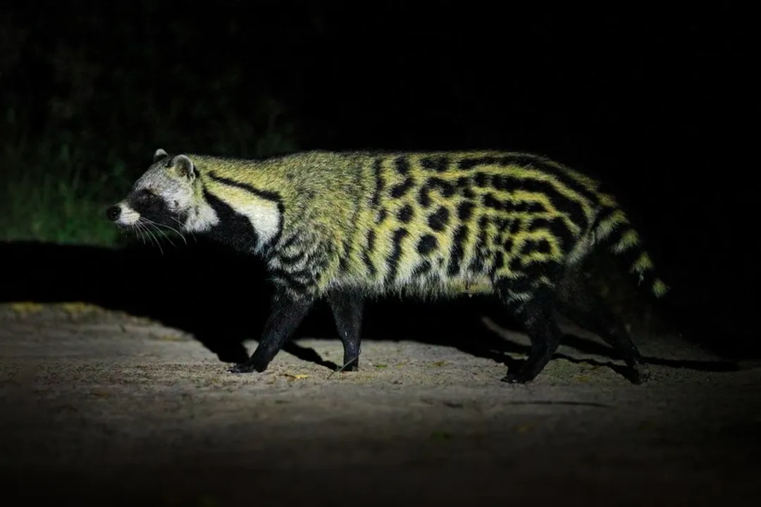 What are African civets related to?, Family Ties