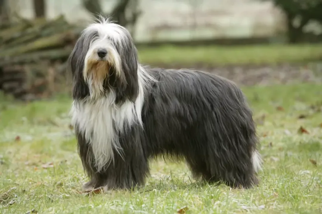 What are Bearded Collies known for?, Scottish Origins