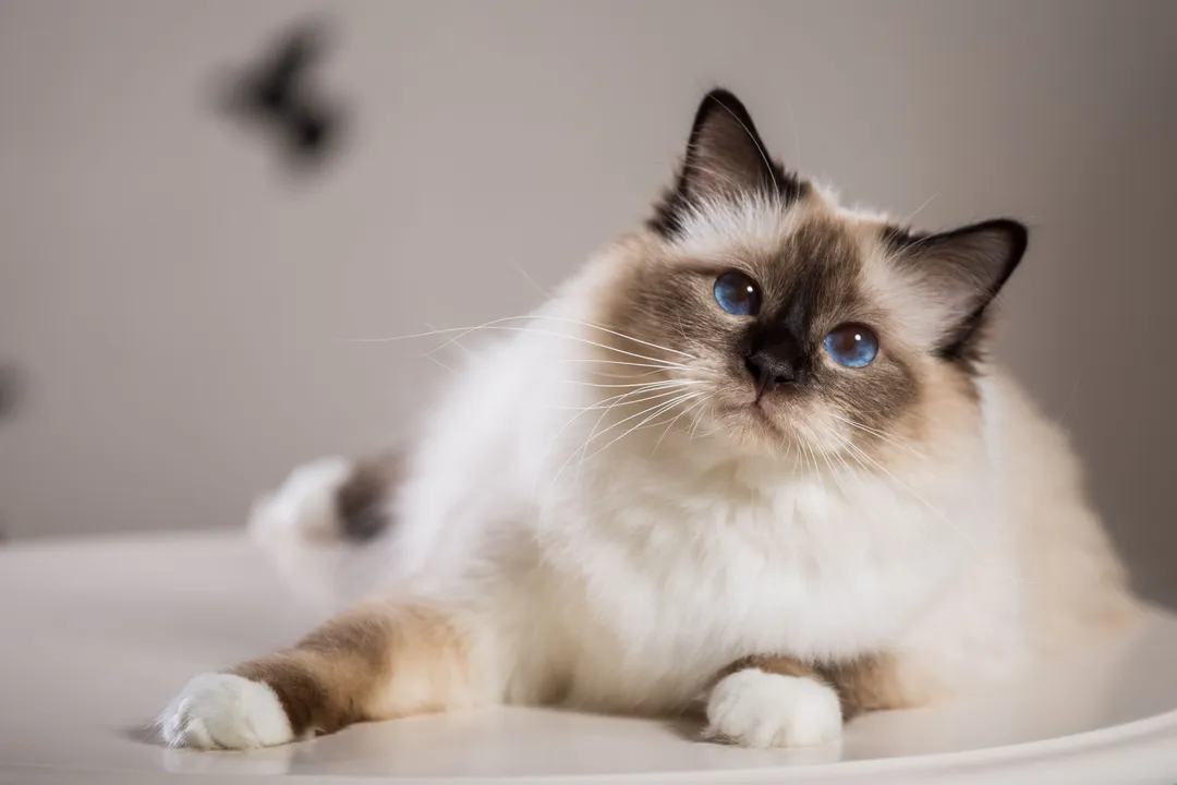What are Birman cats known for?, History Lore