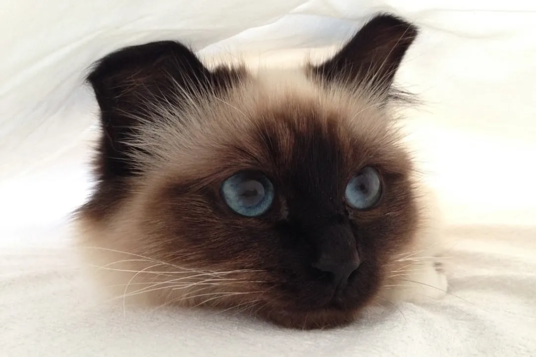 What are Birman cats known for?, Silky Coat