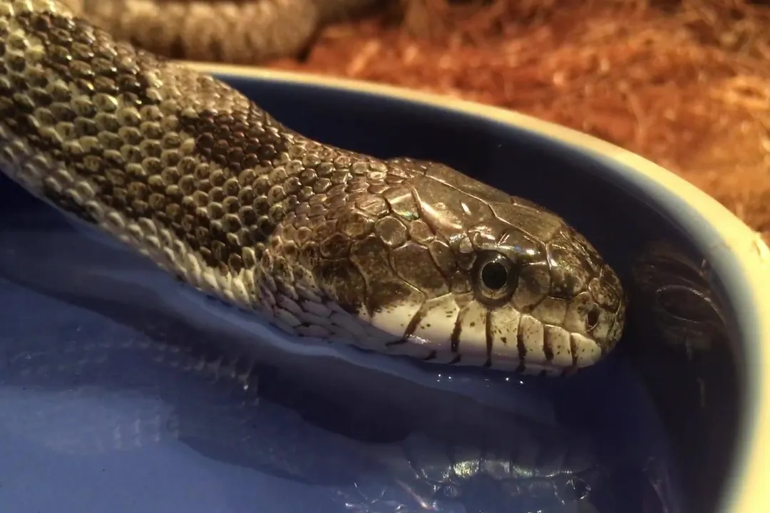 What are chicken snakes good for?, Rodent Control