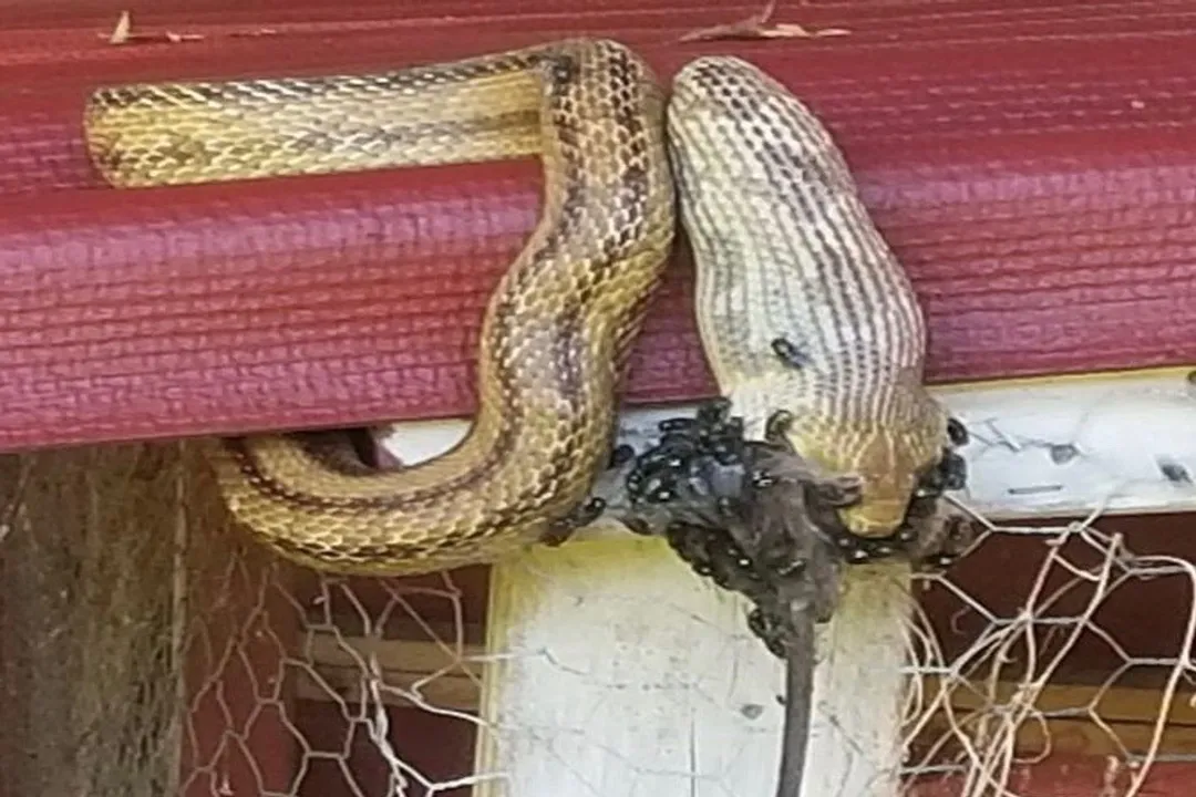 What are chicken snakes good for?, Coop Conflict